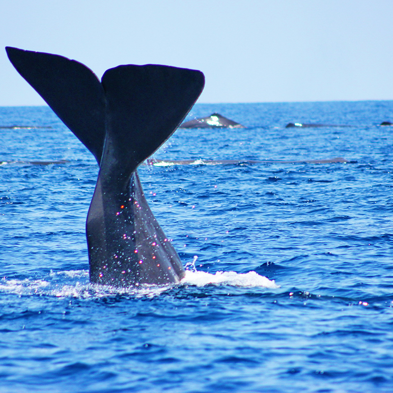 Whale Watching Mirissa,Sri Lanka,Dolphin Watching trips in Mirissa, Sri Lanka ,Mirissa Whale Watching Tours, Sri Lanka,Whale and Dolphin Watching Boat Tours in Mirissa,Mirissa Whale Watching Tours,Mirissa Whale Watching tours