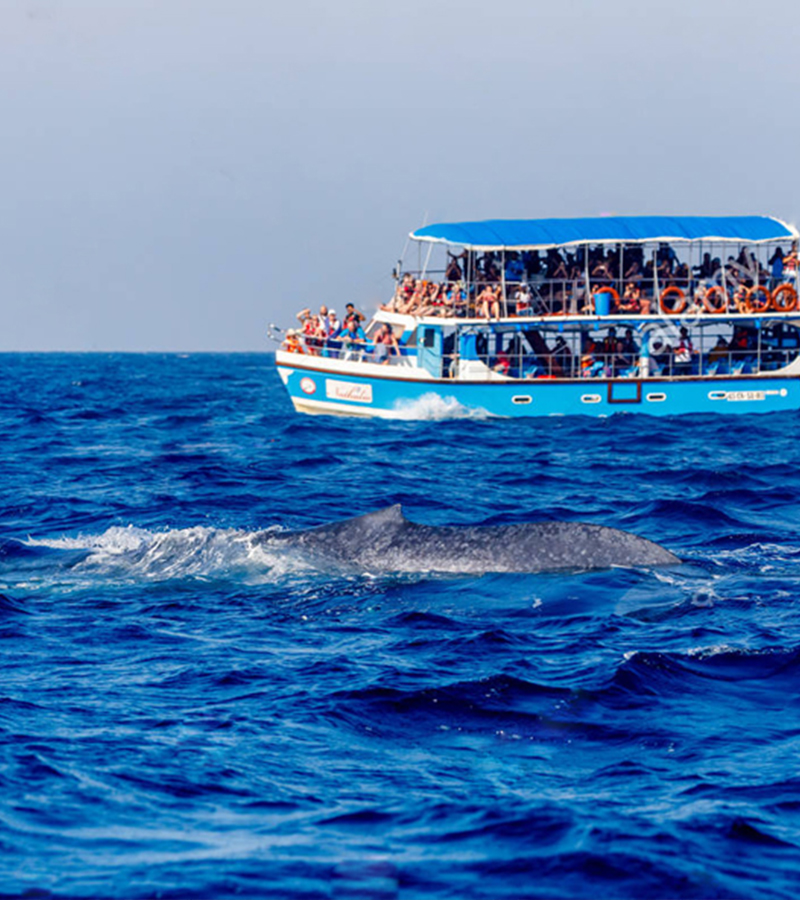 Whale Watching Mirissa,Sri Lanka,Dolphin Watching trips in Mirissa, Sri Lanka ,Mirissa Whale Watching Tours, Sri Lanka,Whale and Dolphin Watching Boat Tours in Mirissa,Mirissa Whale Watching Tours,Mirissa Whale Watching tours