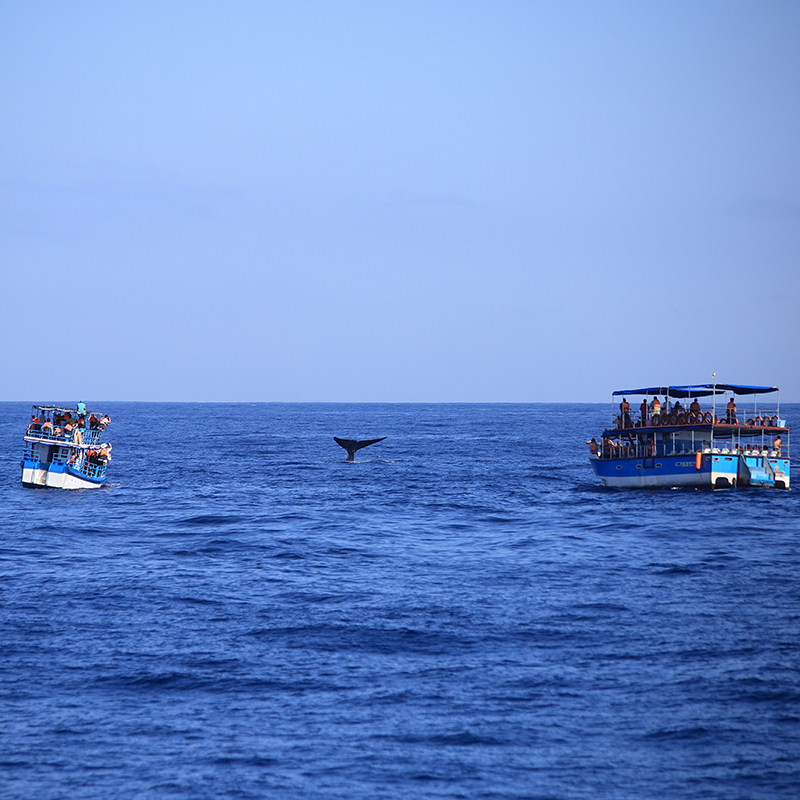 Whale Watching Mirissa,Sri Lanka,Dolphin Watching trips in Mirissa, Sri Lanka ,Mirissa Whale Watching Tours, Sri Lanka,Whale and Dolphin Watching Boat Tours in Mirissa,Mirissa Whale Watching Tours,Mirissa Whale Watching tours