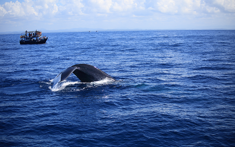 Whale Watching Mirissa,Sri Lanka,Dolphin Watching trips in Mirissa, Sri Lanka ,Mirissa Whale Watching Tours, Sri Lanka,Whale and Dolphin Watching Boat Tours in Mirissa,Mirissa Whale Watching Tours,Mirissa Whale Watching tours