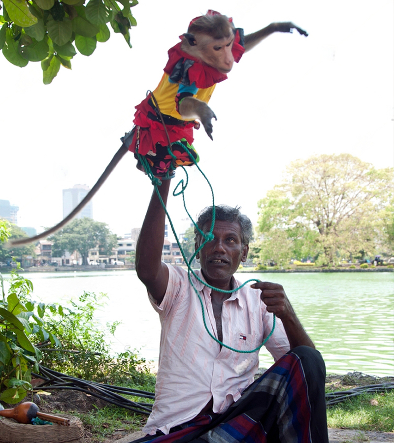 Ahikuntika people in Sri Lanka, Gypsy in Sri Lanka, Ahikuntika community