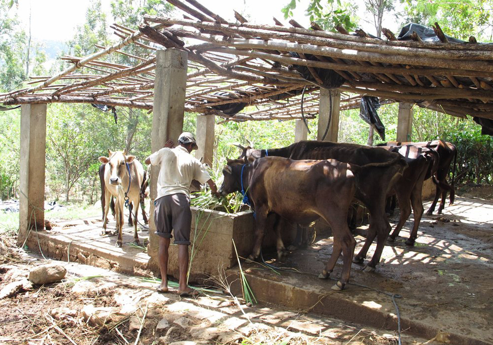 Farm House Stays in Sri Lanka - Farm House Stays - Farm House stays in Ella