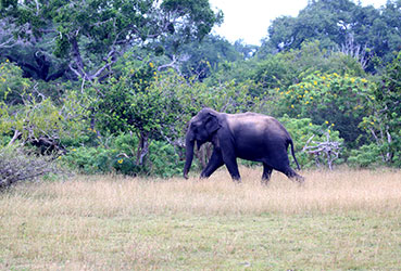 Best things to do in Sri Lanka