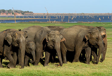 Best things to do in Sri Lanka