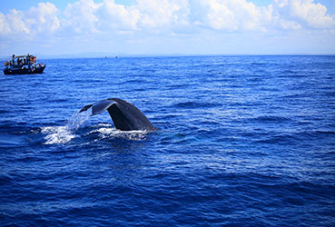 Best things to do in Sri Lanka