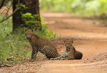 Best things to do in Sri Lanka