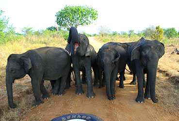 Best things to do in Sri Lanka