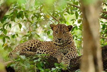 Best things to do in Sri Lanka