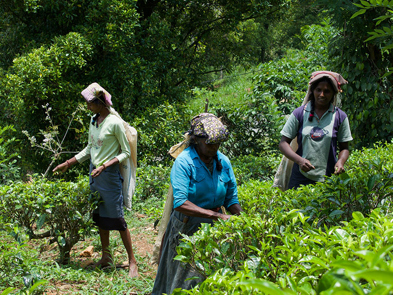 Villages Trekking in sri lanka, Sri lanka village walk, rural village walk with locals in sri lanka,sri lanka village walk with locals, Village walk in kandy, Kandyan Country Walk in Sri Lanka, Kandy Tours in Sri Lanka, Sri Lanka Experiences, Kandyan Country Walk with Traditional Breakfast in Sri Lanka, Kandyan Culture Walk with a Villager in the Afternoon