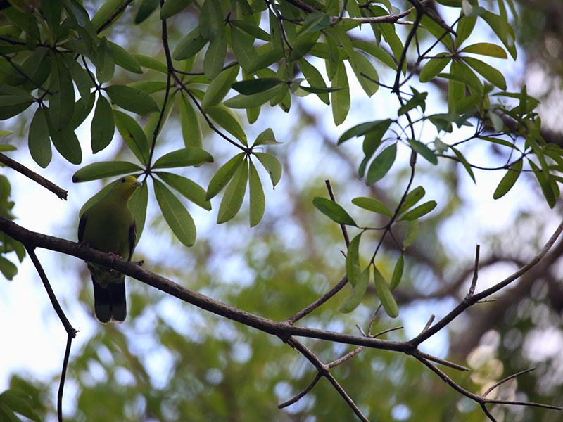 Birds Watching Tours in Sri Lanka, Sri Lanka Safari Tours, Safari Tour packages in Sri Lanka, Safari Holidays in Sri Lanka, Safari Tours Sri Lanka, Birds Watching Holidays Sri Lanka, Sri Lanka Birds Watching Holidays, Sri Lanka safari and Birds Watching Tours and Holidays in Sri Lanka