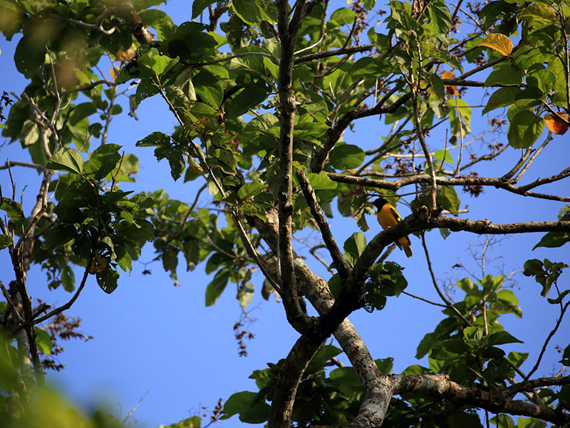 Birds Watching Tours in Sri Lanka, Sri Lanka Safari Tours, Safari Tour packages in Sri Lanka, Safari Holidays in Sri Lanka, Safari Tours Sri Lanka, Birds Watching Holidays Sri Lanka, Sri Lanka Birds Watching Holidays, Sri Lanka safari and Birds Watching Tours and Holidays in Sri Lanka