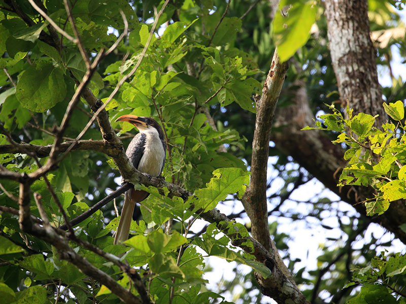 Birds Watching Tours in Sri Lanka, Sri Lanka Safari Tours, Safari Tour packages in Sri Lanka, Safari Holidays in Sri Lanka, Safari Tours Sri Lanka, Birds Watching Holidays Sri Lanka, Sri Lanka Birds Watching Holidays, Sri Lanka safari and Birds Watching Tours and Holidays in Sri Lanka