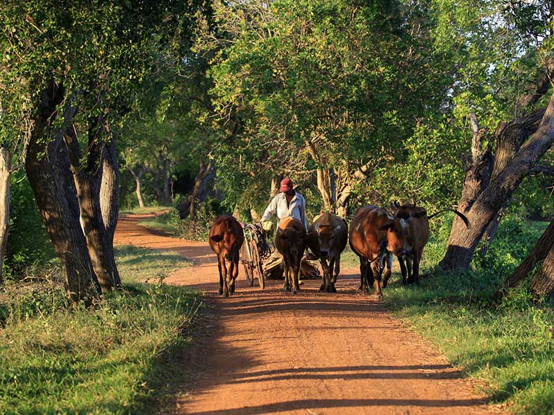 Habarana & Sigiriya culture trip by Jeep, Sigiriya culture trip by Jeep in Sri Lanka, Habarana culture trip by Jeep in Sri Lanka, culture trip by Jeep experience Sri Lanka, Jeep experience Sri Lanka
