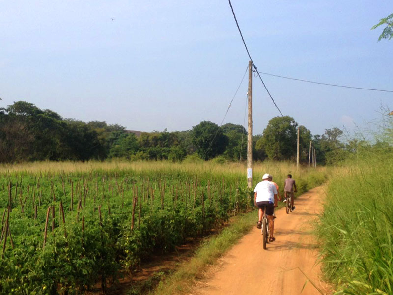 Cycling in Sigiriya, Cycling in Sri Lanka, Tours in Sri Lanka, Cycling Experience Sri Lanka, Cycle Tours Sri Lanka, Cycle Tours Sigiriya, Cycling Tour in Sri Lanka, Cycling Experience