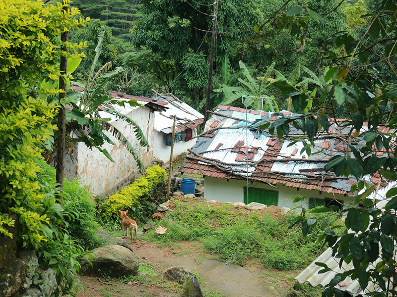 Staying in Sri Lanka - Staying with a Local Family in a Homestay in Sri Lanka - Sri Lanka Staying with a Local Family in a Homestay - Sri Lanka Homestay Experience - Stay in Sri Lanka Local Family