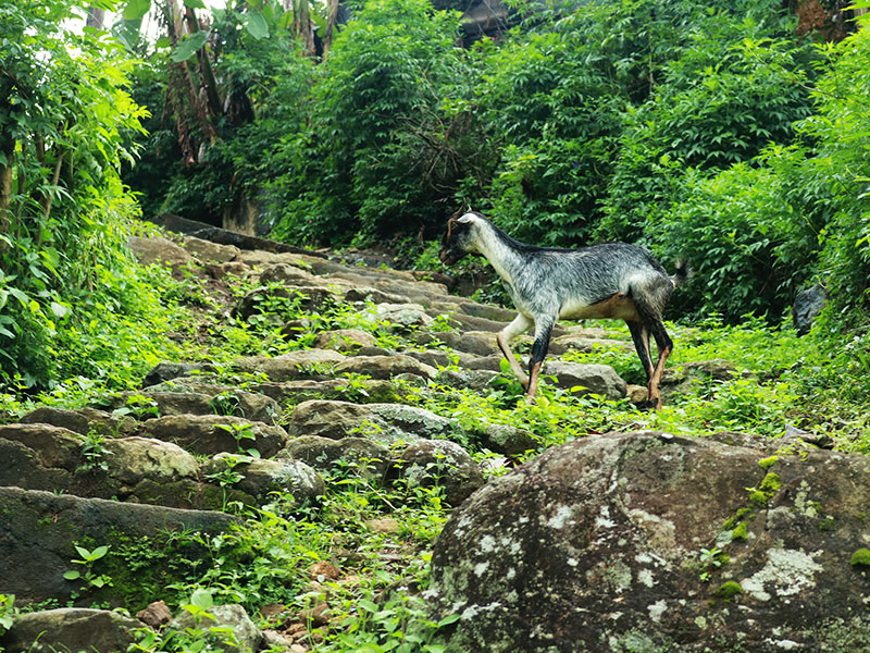 Staying in Sri Lanka - Staying with a Local Family in a Homestay in Sri Lanka - Sri Lanka Staying with a Local Family in a Homestay - Sri Lanka Homestay Experience - Stay in Sri Lanka Local Family