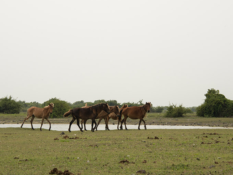 Explore Jaffna's Delft Island by a Catamaran Cruise - Delft Island Tour - Jaffna Tours - Explore Jaffna's Delft Island - Catamaran Cruise in Jaffna - Jaffna Catamaran Cruise