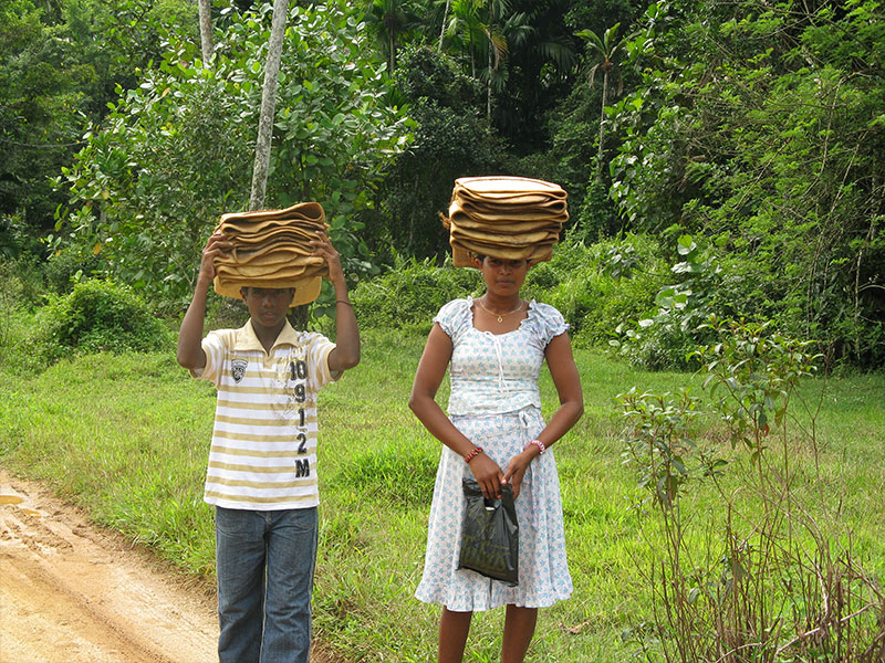 Sri Lankan's Village Life, Rain Forest Experience in Sri Lanka, Sri Lanka Home Stays, Home Stay experince in Sri Lanka, Sinharaja Rain Forest trekking, Village Experiences in Sri Lanka, Bentota