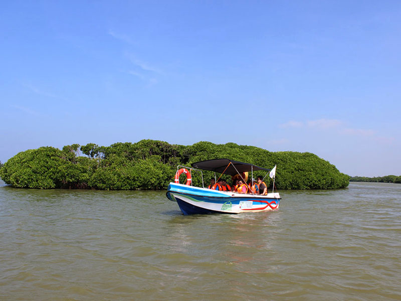 Negombo Lagoon Boat Tour, Sri lanka Boat tours, Negombo lagoon boat tours in Sri Lanka, River cruises in Negombo Sri Lanka, River activities in Negombo, Morning Lagoon Boat Tour