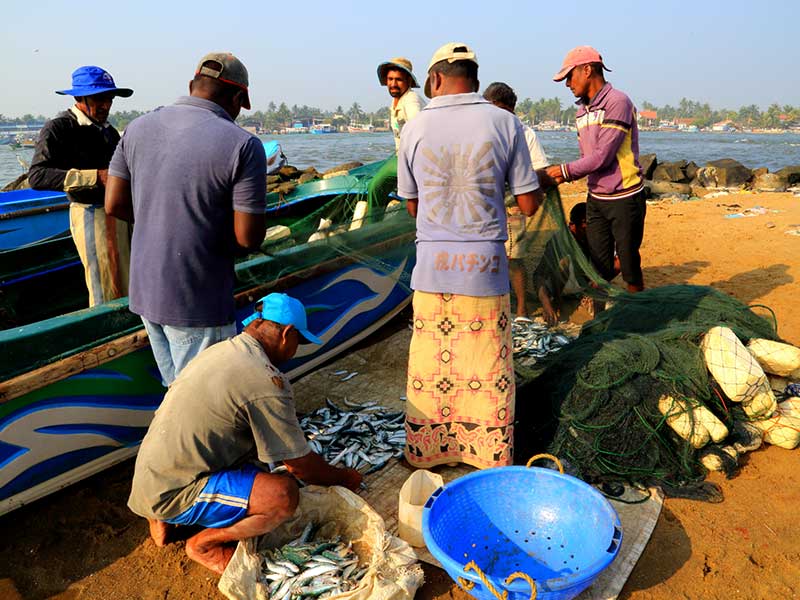 Negombo Lagoon Boat Tour, Sri lanka Boat tours, Negombo lagoon boat tours in Sri Lanka, River cruises in Negombo Sri Lanka, River activities in Negombo, Morning Lagoon Boat Tour