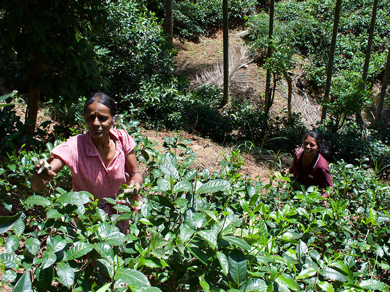 Staying in Sri Lanka - Staying with a Local Family in a Homestay in Sri Lanka - Sri Lanka Staying with a Local Family in a Homestay - Sri Lanka Homestay Experience - Stay in Sri Lanka Local Family