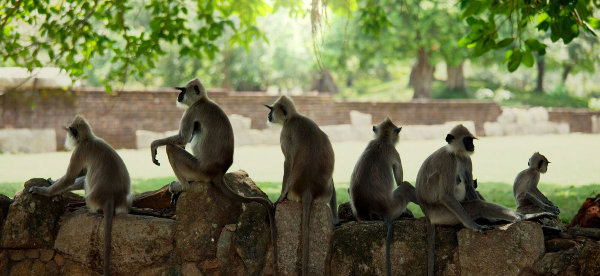 Meet the monkeys of Polonnaruwa - Experiences in Polonnaruwa - Polonnaruwa Monkey Camp - Monkey Camp Polonnaruwa