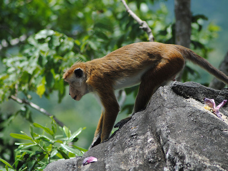 Meet the monkeys of Polonnaruwa - Experiences in Polonnaruwa - Polonnaruwa Monkey Camp - Monkey Camp Polonnaruwa