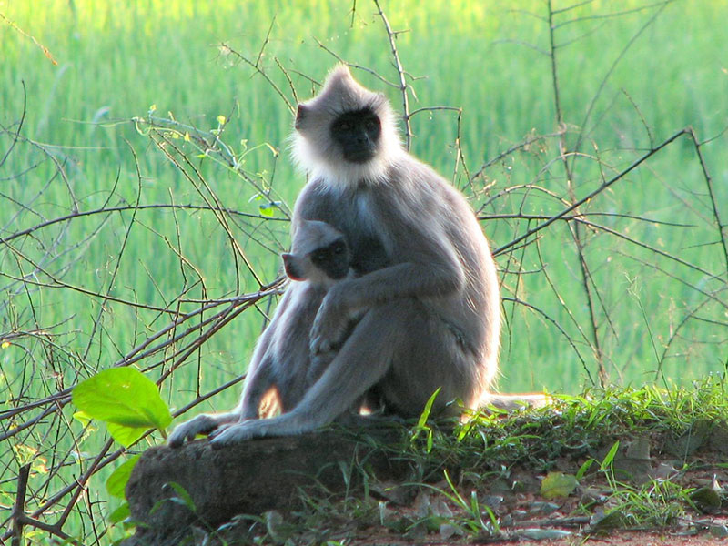 Meet the monkeys of Polonnaruwa - Experiences in Polonnaruwa - Polonnaruwa Monkey Camp - Monkey Camp Polonnaruwa