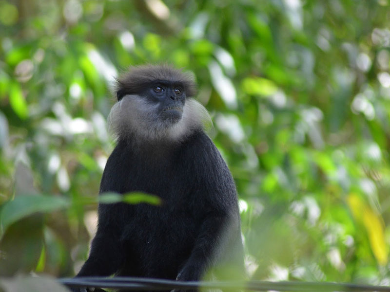 Meet the monkeys of Polonnaruwa - Experiences in Polonnaruwa - Polonnaruwa Monkey Camp - Monkey Camp Polonnaruwa