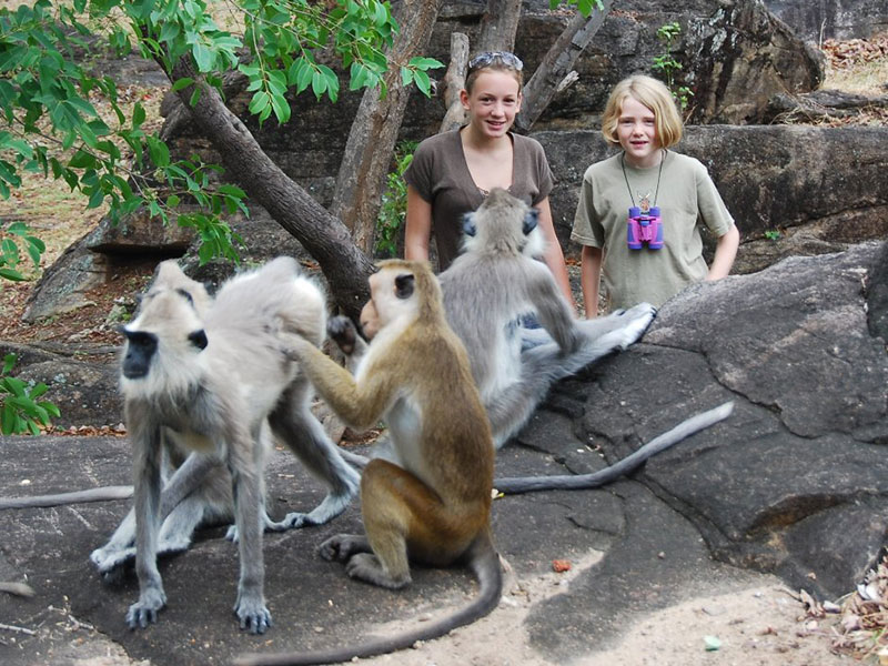 Meet the monkeys of Polonnaruwa - Experiences in Polonnaruwa - Polonnaruwa Monkey Camp - Monkey Camp Polonnaruwa