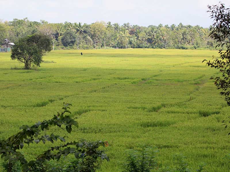 Village Tours in Sigiriya, Sigiriya and Habarana rural village walks, Village walks in Rural Villages, Village Tours in Sri Lanka, Walking tours in Sigiriya, Sigiriya Village Tours, Rural Village walking tours in Sigiriya and Habarana