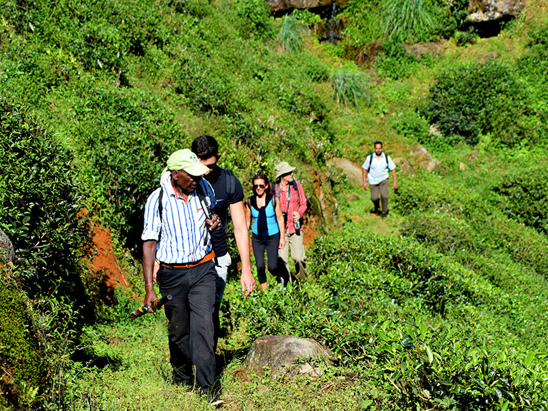 Single Tree Trek in Nuwara Eliya - Nuwara Eliya Things to do - Tea Trail expperience in Nuwara Eliya