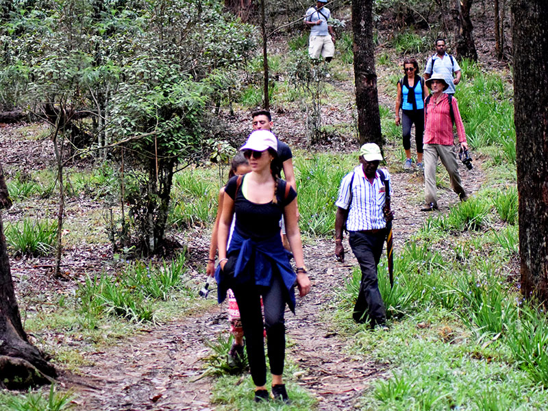 Single Tree Trek in Nuwara Eliya - Nuwara Eliya Things to do - Tea Trail expperience in Nuwara Eliya