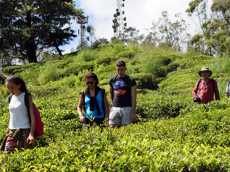 Single Tree Trek in Nuwara Eliya - Nuwara Eliya Things to do - Tea Trail expperience in Nuwara Eliya
