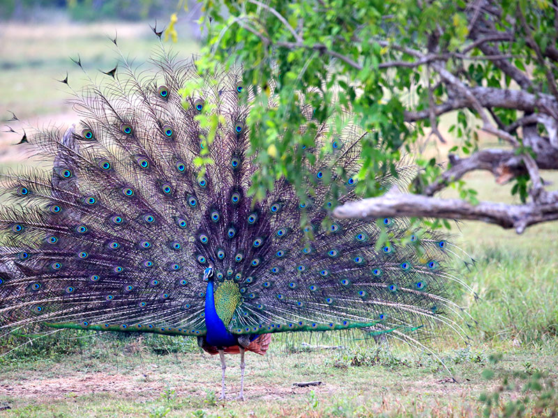 Camping Tours in Kumana, Tented Safari Camps in Kumana, Safari Camping in Kumana, Kumana Safari Camp, Kumana Safari Camping, Kumana Safari Camping Tours, Kumana Camping Safaris, Luxury Safari Camping Tours, Kumana Luxury Safari Camp, Kumana Camping