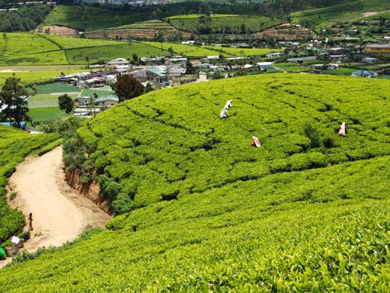 Tea experience in Sri lanka, Sri Lanka - Tea pluckers in sri Lanka - Tea making process in Nuwara Eliya, Sri Lanka - Tea Estate in Nuwara Eliya