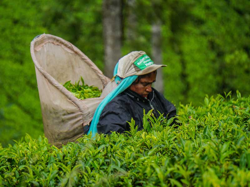 Tea experience in Sri lanka, Sri Lanka - Tea pluckers in sri Lanka - Tea making process in Nuwara Eliya, Sri Lanka - Tea Estate in Nuwara Eliya