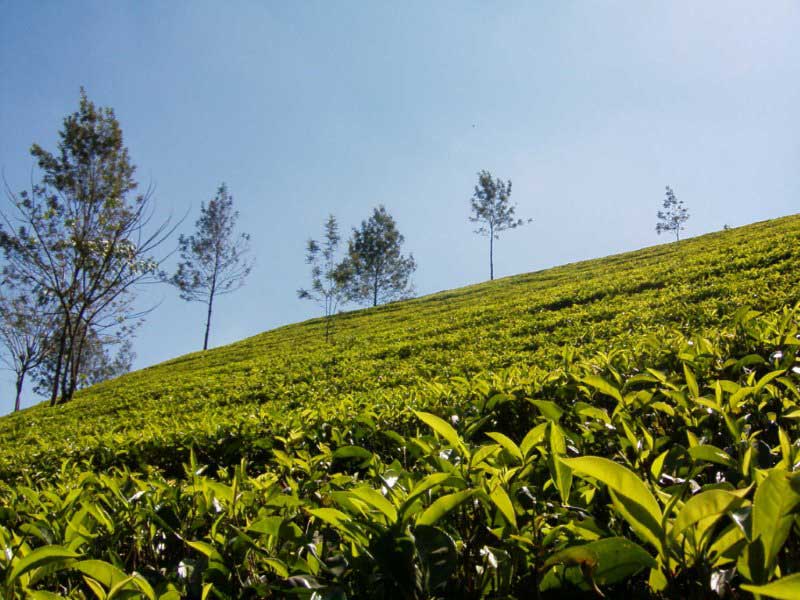 Tea experience in Sri lanka, Sri Lanka - Tea pluckers in sri Lanka - Tea making process in Nuwara Eliya, Sri Lanka - Tea Estate in Nuwara Eliya