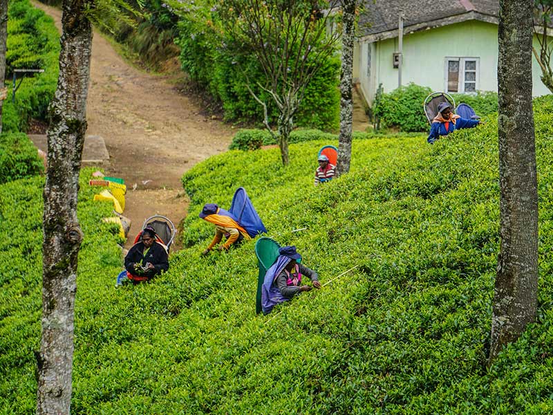 Tea experience in Sri lanka, Sri Lanka - Tea pluckers in sri Lanka - Tea making process in Nuwara Eliya, Sri Lanka - Tea Estate in Nuwara Eliya