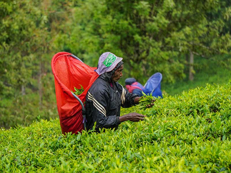 Tea experience in Sri lanka, Sri Lanka - Tea pluckers in sri Lanka - Tea making process in Nuwara Eliya, Sri Lanka - Tea Estate in Nuwara Eliya