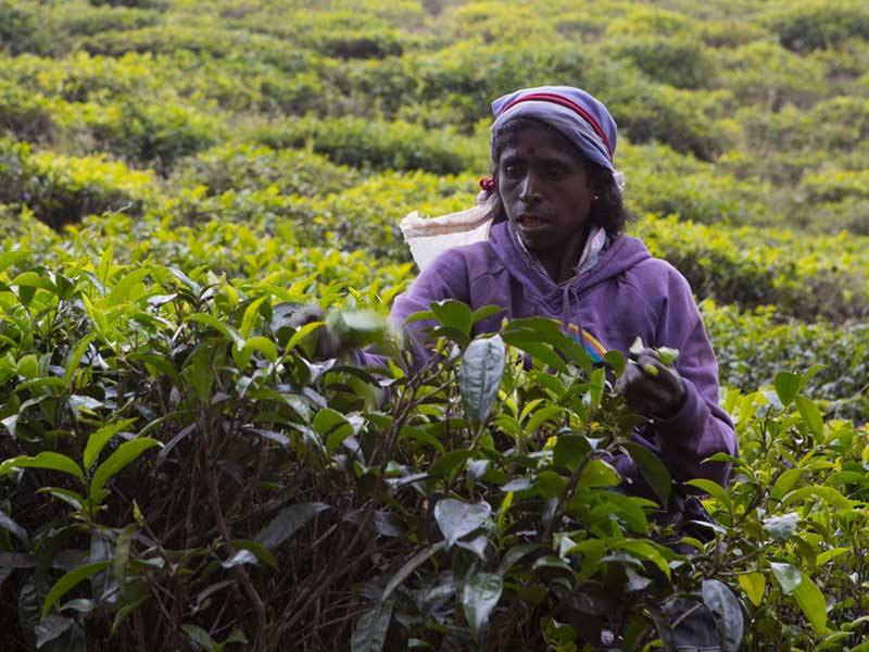 Tea experience in Sri lanka, Sri Lanka - Tea pluckers in sri Lanka - Tea making process in Nuwara Eliya, Sri Lanka - Tea Estate in Nuwara Eliya