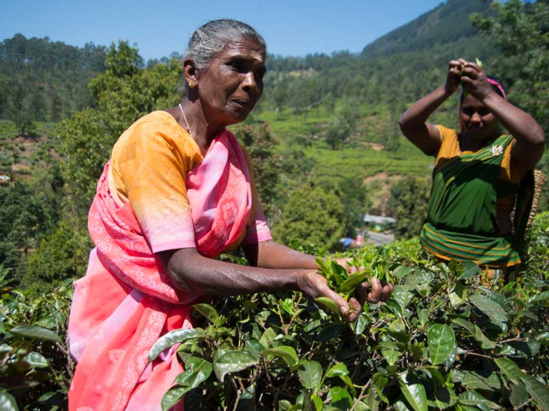 Tea experience in Sri lanka, Sri Lanka - Tea pluckers in sri Lanka - Tea making process in Nuwara Eliya, Sri Lanka - Tea Estate in Nuwara Eliya