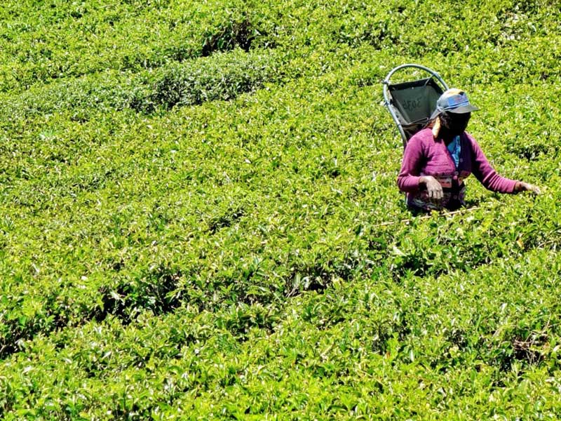 Tea experience in Sri lanka, Sri Lanka - Tea pluckers in sri Lanka - Tea making process in Nuwara Eliya, Sri Lanka - Tea Estate in Nuwara Eliya
