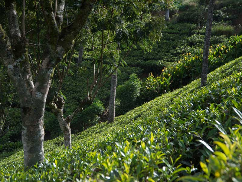 Tea experience in Sri lanka, Sri Lanka - Tea pluckers in sri Lanka - Tea making process in Nuwara Eliya, Sri Lanka - Tea Estate in Nuwara Eliya