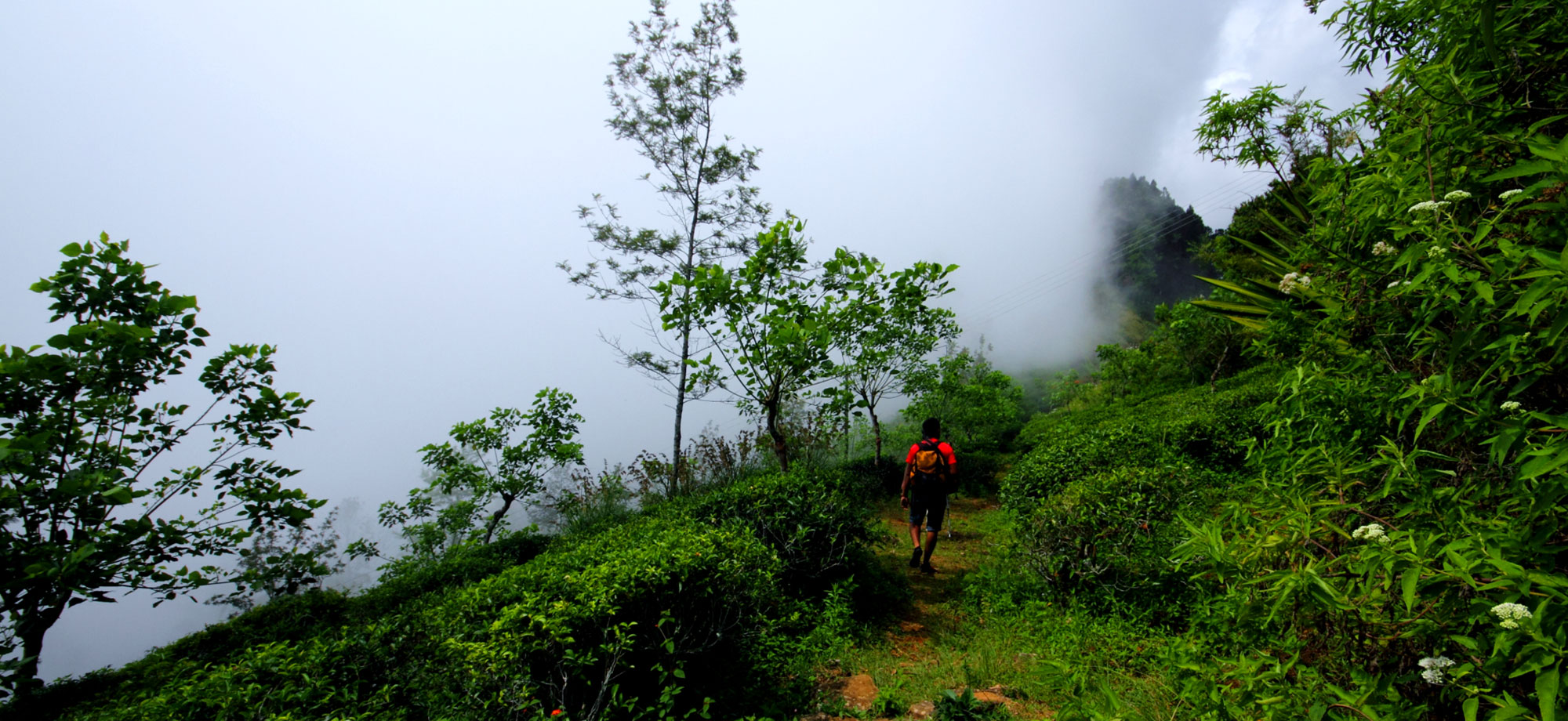 Trekking in Haputale - Tea Estate walking in Haputale - Tea Estate Bungalows & Villas in Haputale - Tea Estate Tours in Haputale - Tea Estate in Sri Lanka - Trekking trips in Sri Lanka - Sri Lanka Trekking & Hiking