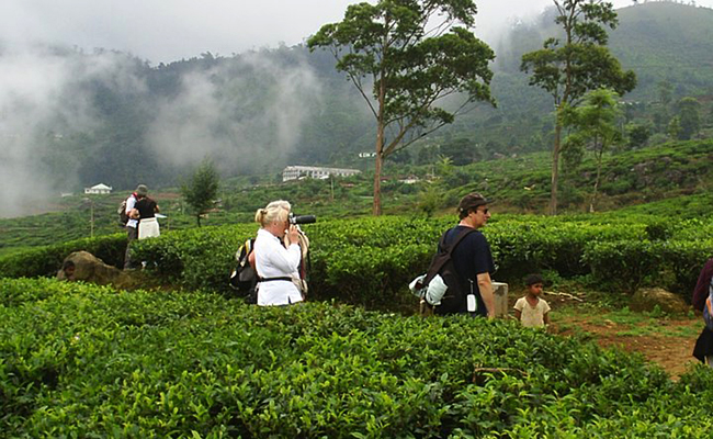 Trekking in Haputale - Tea Estate walking in Haputale - Tea Estate Bungalows & Villas in Haputale - Tea Estate Tours in Haputale - Tea Estate in Sri Lanka - Trekking trips in Sri Lanka - Sri Lanka Trekking & Hiking