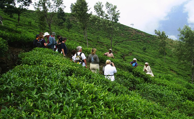 Trekking in Haputale - Tea Estate walking in Haputale - Tea Estate Bungalows & Villas in Haputale - Tea Estate Tours in Haputale - Tea Estate in Sri Lanka - Trekking trips in Sri Lanka - Sri Lanka Trekking & Hiking