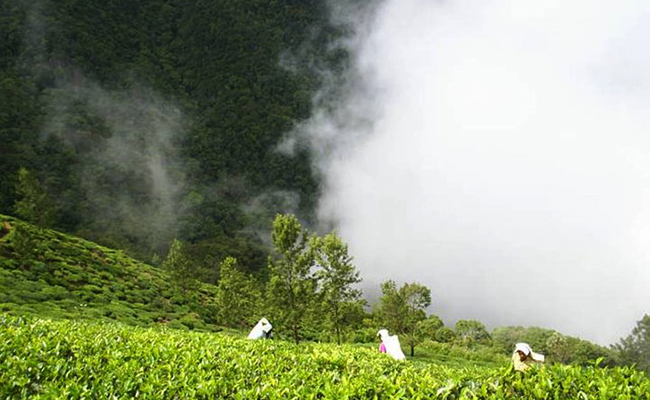Trekking in Haputale - Tea Estate walking in Haputale - Tea Estate Bungalows & Villas in Haputale - Tea Estate Tours in Haputale - Tea Estate in Sri Lanka - Trekking trips in Sri Lanka - Sri Lanka Trekking & Hiking