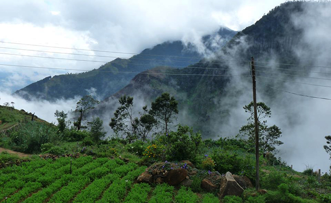 Trekking in Haputale - Tea Estate walking in Haputale - Tea Estate Bungalows & Villas in Haputale - Tea Estate Tours in Haputale - Tea Estate in Sri Lanka - Trekking trips in Sri Lanka - Sri Lanka Trekking & Hiking