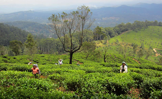 Trekking in Haputale - Tea Estate walking in Haputale - Tea Estate Bungalows & Villas in Haputale - Tea Estate Tours in Haputale - Tea Estate in Sri Lanka - Trekking trips in Sri Lanka - Sri Lanka Trekking & Hiking